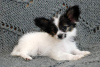 Photo №2 to announcement № 69592 for the sale of papillon dog - buy in Ukraine from nursery