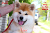 Photo №2 to announcement № 42488 for the sale of akita - buy in Ukraine breeder