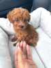 Photo №3. Poodle Puppies for Rehoming. France