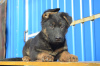 Photo №2 to announcement № 8593 for the sale of german shepherd - buy in Ukraine breeder