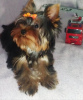 Photo №1. yorkshire terrier - for sale in the city of Dnipro | 550$ | Announcement № 13740