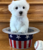 Photo №2 to announcement № 107571 for the sale of maltese dog - buy in France private announcement