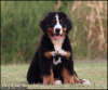 Additional photos: Bernese Mountain Dog puppies