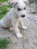 Photo №1. siberian husky - for sale in the city of Phoenix | 700$ | Announcement № 108826