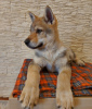 Photo №2 to announcement № 37343 for the sale of czechoslovakian wolfdog - buy in Belarus from nursery, breeder