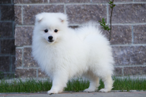 Photo №2 to announcement № 2536 for the sale of japanese spitz - buy in Russian Federation private announcement