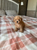 Photo №1. Teacup Maltese puppies in the city of Торонто. Price - 600$. Announcement № 115467