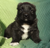 Photo №4. I will sell central asian shepherd dog in the city of Kamensk-Shakhtinsky. from nursery - price - negotiated