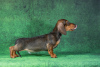 Photo №3. Dachshund puppies for sale. Russian Federation