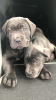 Photo №1. cane corso - for sale in the city of Флорида Сити | 600$ | Announcement № 103373