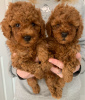 Photo №1. poodle (toy) - for sale in the city of Калифорния Сити | Is free | Announcement № 15452