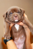 Additional photos: American bully puppies standard classic