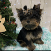 Photo №2 to announcement № 8940 for the sale of yorkshire terrier - buy in Ukraine breeder