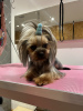 Photo №2 to announcement № 101291 for the sale of yorkshire terrier - buy in United States breeder