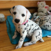 Photo №1. dalmatian dog - for sale in the city of Würzburg | 264$ | Announcement № 110860