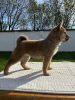 Photo №2 to announcement № 81502 for the sale of shiba inu - buy in Serbia breeder