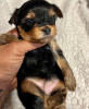 Photo №2 to announcement № 81113 for the sale of yorkshire terrier - buy in Italy private announcement