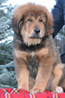 Photo №3. Tibetan mastiff puppies. Ukraine