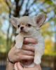 Photo №1. chihuahua - for sale in the city of Wrocław | 1057$ | Announcement № 123383