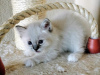 Photo №1. birman - for sale in the city of Франкфурт-на-Майне | 264$ | Announcement № 122583