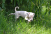 Photo №2 to announcement № 23209 for the sale of italian greyhound - buy in Belarus private announcement