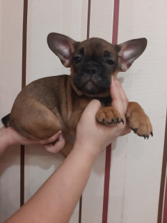 Photo №2 to announcement № 5421 for the sale of french bulldog - buy in Ukraine private announcement