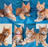 Photo №1. maine coon - for sale in the city of Lausanne | 423$ | Announcement № 116318