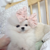 Photo №3. KC Reg Pomeranian Puppies for Sale. United States