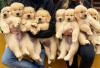 Photo №1. golden retriever - for sale in the city of Tallinn | negotiated | Announcement № 125280