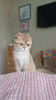 Photo №2 to announcement № 104951 for the sale of scottish fold - buy in Russian Federation from nursery