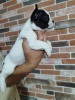 Photo №4. I will sell french bulldog in the city of Дрезден. private announcement - price - 380$