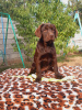 Photo №2 to announcement № 13120 for the sale of labrador retriever - buy in Russian Federation from nursery