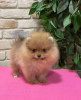 Photo №1. pomeranian - for sale in the city of Бордо | Is free | Announcement № 19643