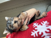 Photo №2 to announcement № 109993 for the sale of yorkshire terrier - buy in Belarus private announcement