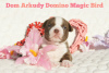 Additional photos: American Bully Kennel