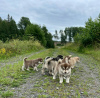 Photo №1. alaskan malamute - for sale in the city of Delmenhorst | 243$ | Announcement № 123162