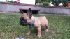 Photo №2 to announcement № 117880 for the sale of french bulldog - buy in Germany private announcement