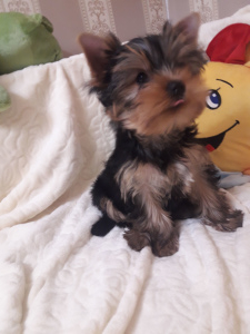 Photo №4. I will sell yorkshire terrier in the city of Chernomorsk. from nursery, breeder - price - 400$