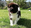 Photo №3. Akita puppies for adoption looking for a new home. New Zealand