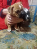 Photo №1. american bully - for sale in the city of Podolsk | 530$ | Announcement № 9568