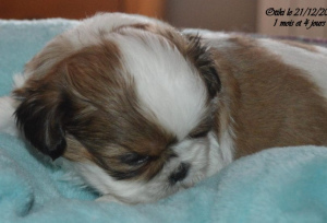Photo №2 to announcement № 869 for the sale of shih tzu - buy in France breeder