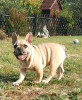 Photo №3. French Bulldog. Russian Federation