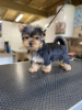 Photo №1. yorkshire terrier - for sale in the city of Bonn | 280$ | Announcement № 119349