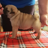 Photo №4. I will sell pug in the city of Borisov. private announcement, from nursery - price - 936$