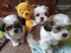 Photo №1. shih tzu - for sale in the city of Waterford | 317$ | Announcement № 71873