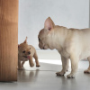 Photo №3. Adorable French Bulldog puppies. United States
