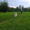 Photo №4. Buy labrador retriever in the city of Москва. private announcement - price - 325$