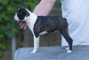 Additional photos: Boston Terrier Beautiful puppies for sale