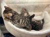 Additional photos: Urgently selling cute bengal kittens