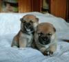 Photo №2 to announcement № 60196 for the sale of shiba inu - buy in Russian Federation from nursery, breeder